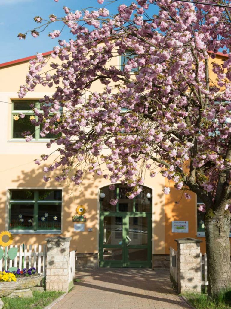 kindergarten, Blumenwiese, Kita-Rastenberg, Natur, Wald