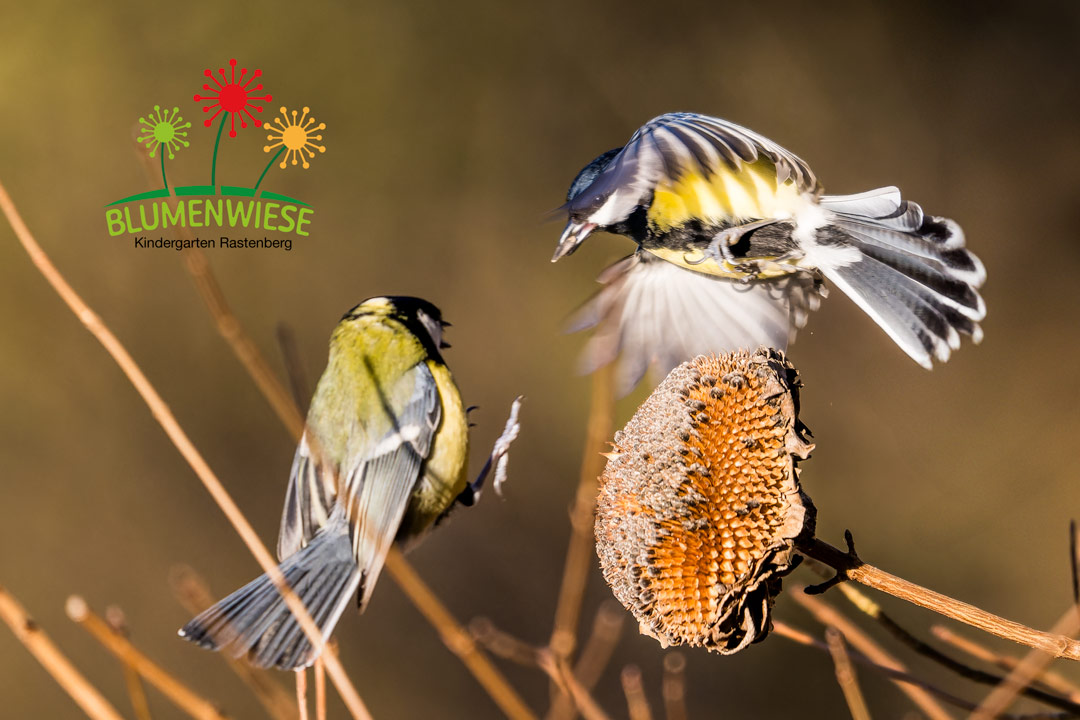 Kita, Rastenberg, Kindergarten, Betreuung, Blumenwiese