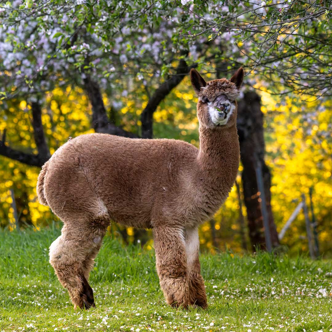 Alpaka-Kita-Rastenberg-Stiftung-Finneck Alpaka-Kita-Rastenberg_Kindergarten